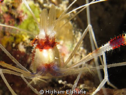 Banded shrimp by Hisham Elshafie 